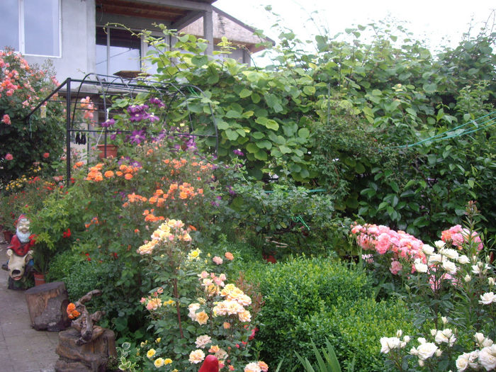 IMGP6883 - flori si trandafiri  - 2014