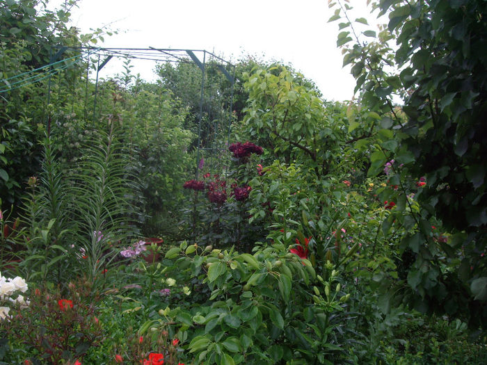 IMGP6884 - flori si trandafiri  - 2014