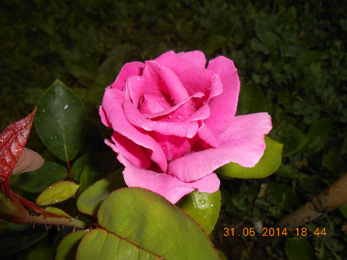 DSCN8867 - Trandafiri