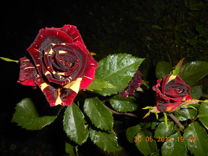 DSCN8862 - Trandafiri