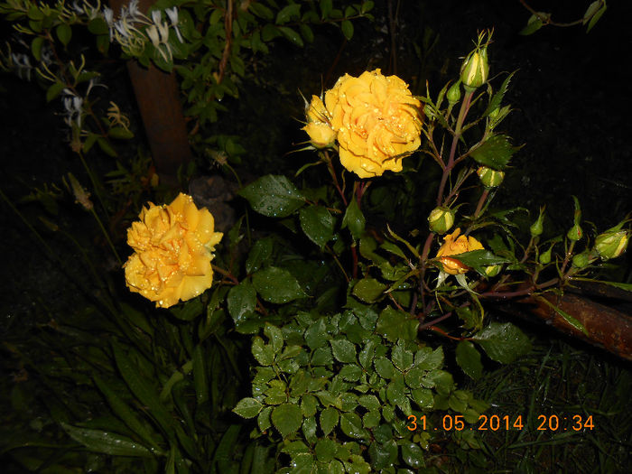 DSCN8990 - Trandafiri