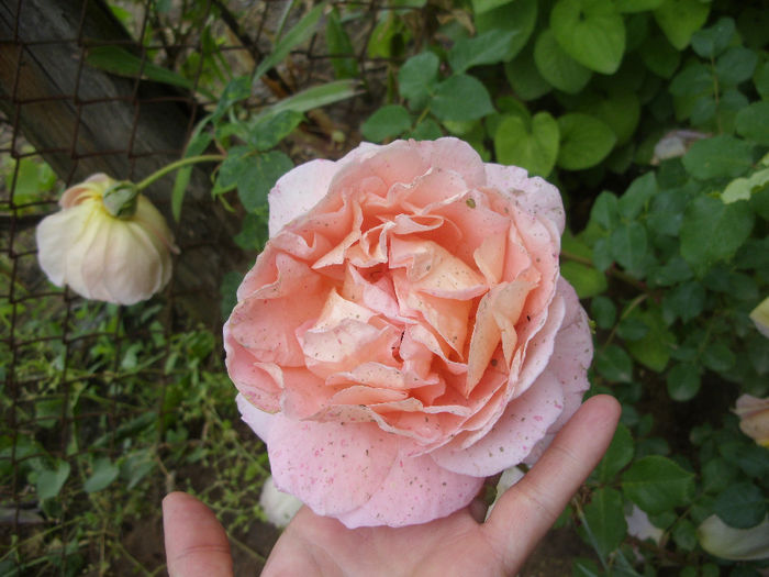 SDC16494 - English Abraham Darby