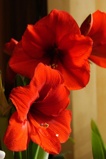 Royal Red - Amaryllis