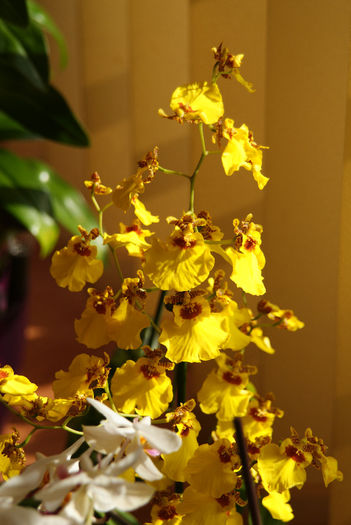 Dancing lady - Oncidium