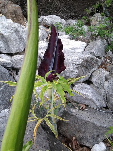 20140530_145616 - dranunculus vulgaris