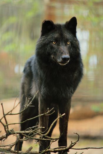 black wolf - 000-Poze