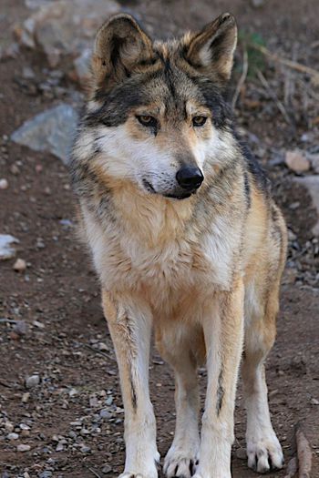 gray wolf mexican - 000-Poze