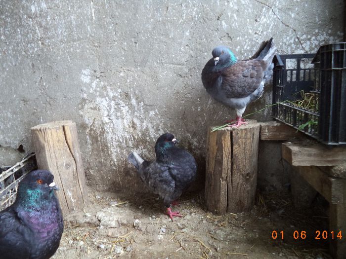DSC01234 - MATCA KINGI 2015