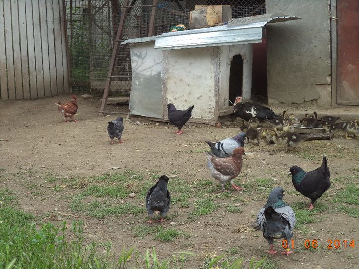 DSC01225 - MATCA KINGI 2015