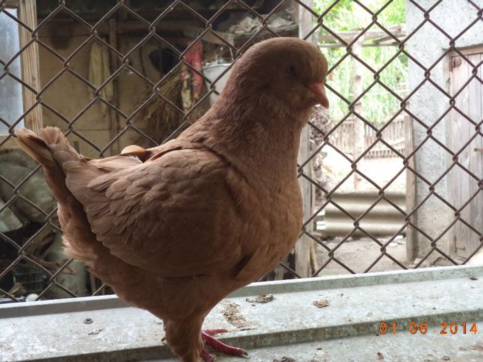 DSC01214 - MATCA KINGI 2015