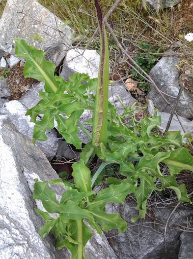 20140530_145135 - dranunculus vulgaris