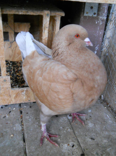 DSCN5729 - 2 Porumbeii King