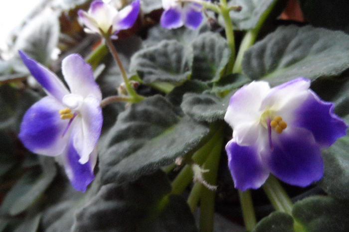 Puiut de la Ioana, draga mea prietena! - Violete africane