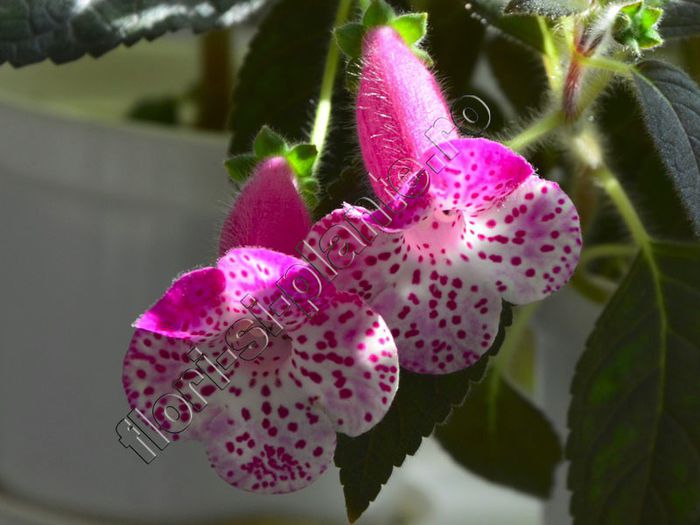 Kohleria Marta (ni) - KOHLERIA II 2