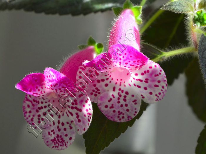 Kohleria Marta (ni) - KOHLERIA II 2