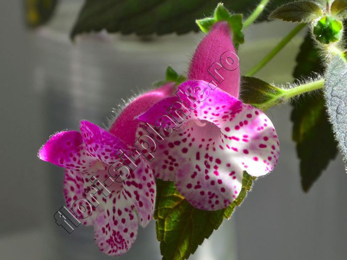 Kohleria Marta (ni) - KOHLERIA II 2