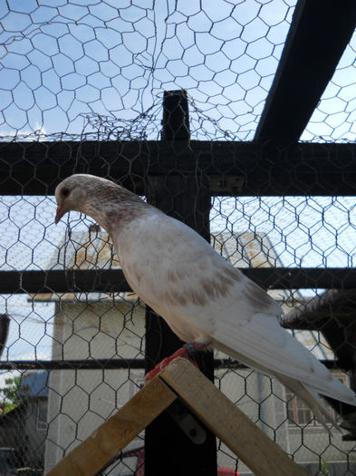 Pui 2014, prima serie