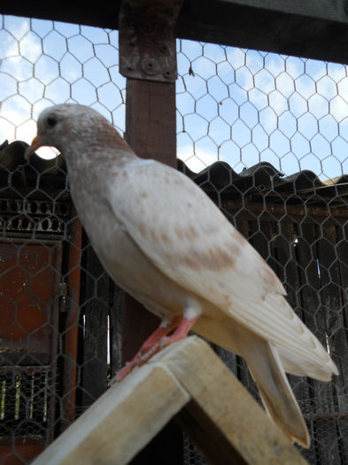 Pui 2014, a doua serie