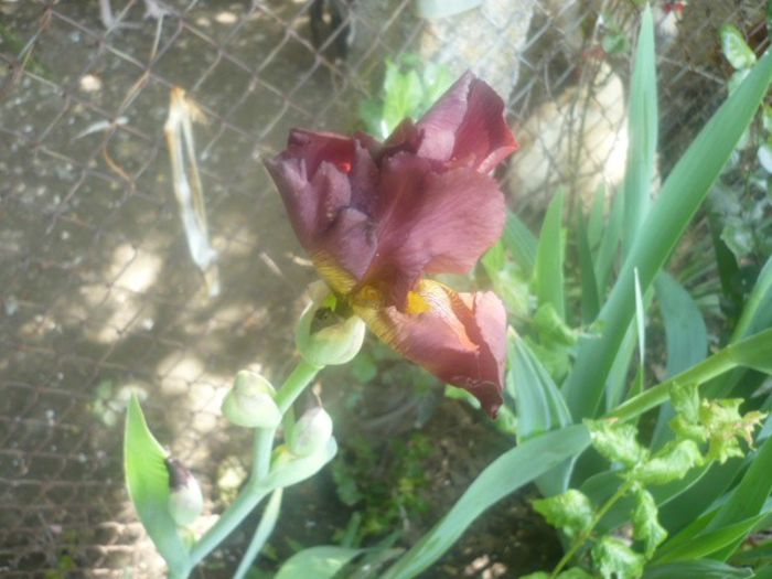 iris maron; iris maron
