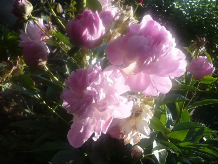 bujor roz - Irisi si bujor roz 2014