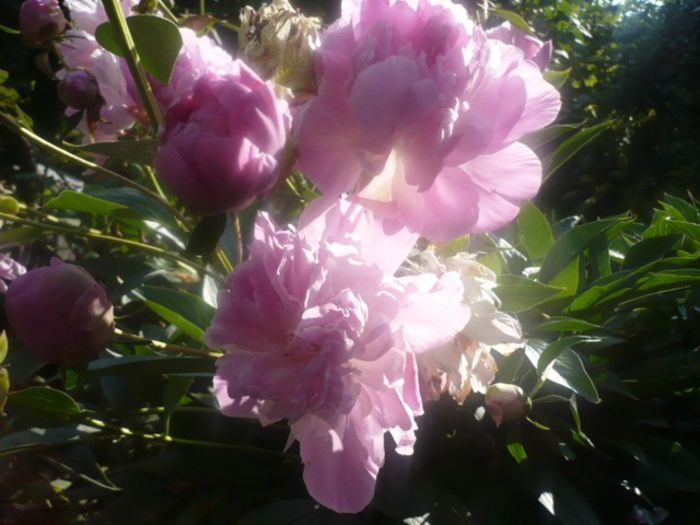 bujor roz - Irisi si bujor roz 2014