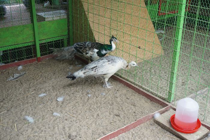 DSC05369