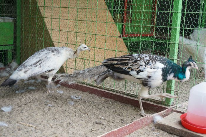 DSC05394