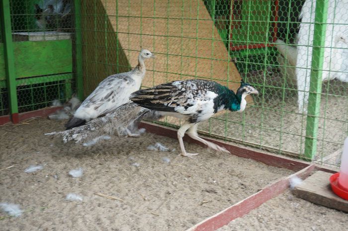 DSC05400
