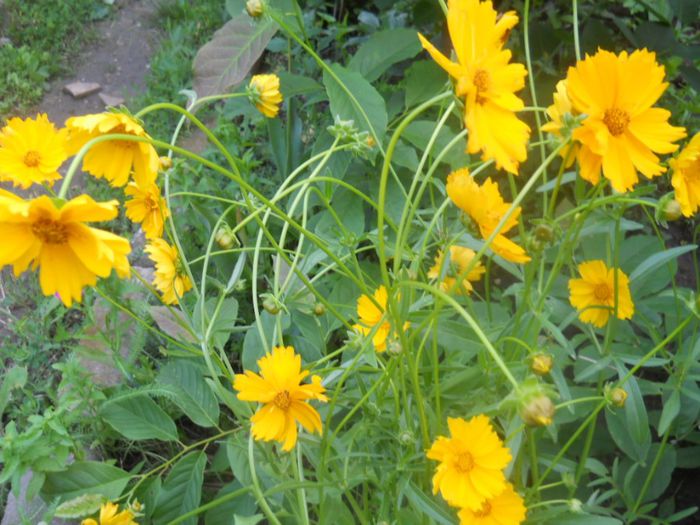 coreopsis