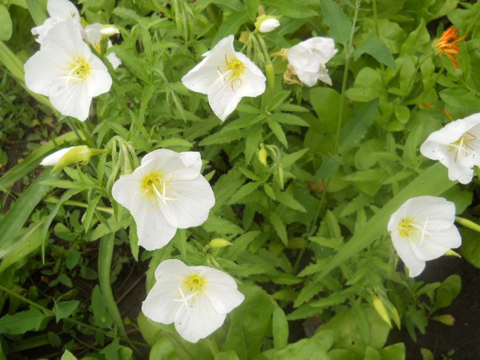 oenothera speciosa alba
