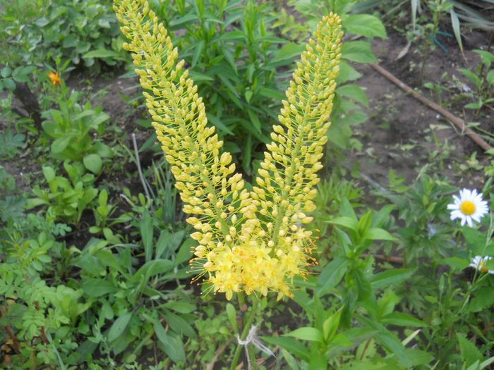 eremurus galben