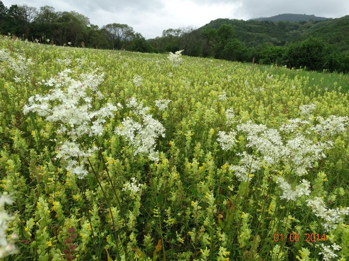 DSC04113 - Plante in natura 2014