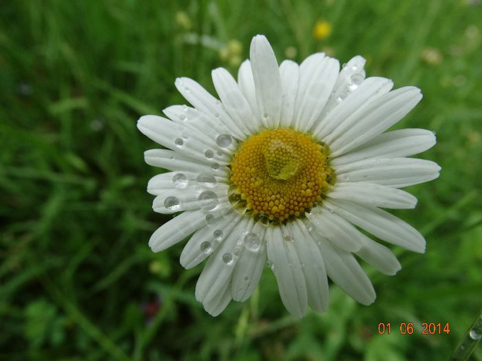 DSC04136 - Plante in natura 2014