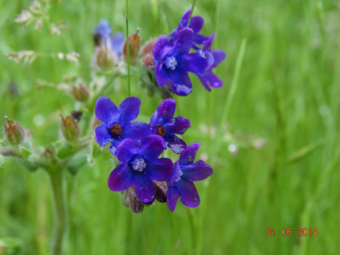 DSC04148 - Plante in natura 2014