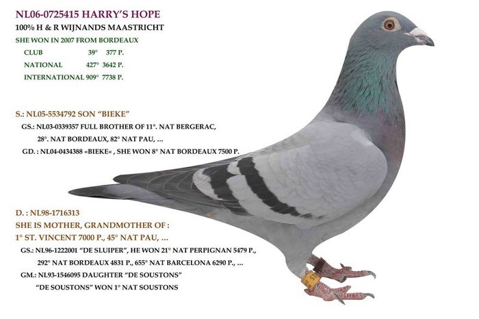 NL 06 0725415 Harry s Hope - A Porumbei pierduti Ofer recompensa pentru recuperare