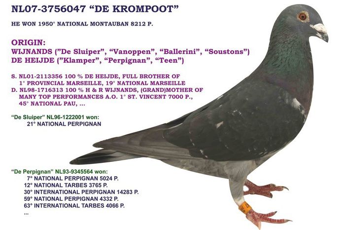 NL 07 3756047 De Krompoot - A Porumbei pierduti Ofer recompensa pentru recuperare