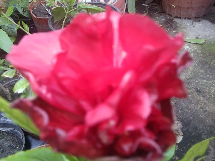 Fotografie1130 - roze2014