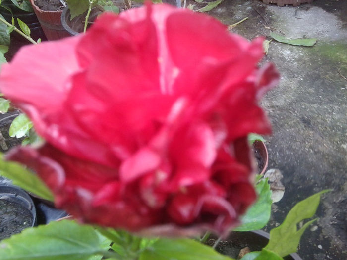 Fotografie1131 - roze2014