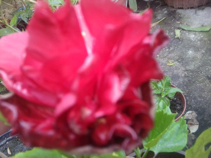 Fotografie1132 - roze2014