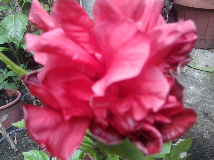 Fotografie1135 - roze2014