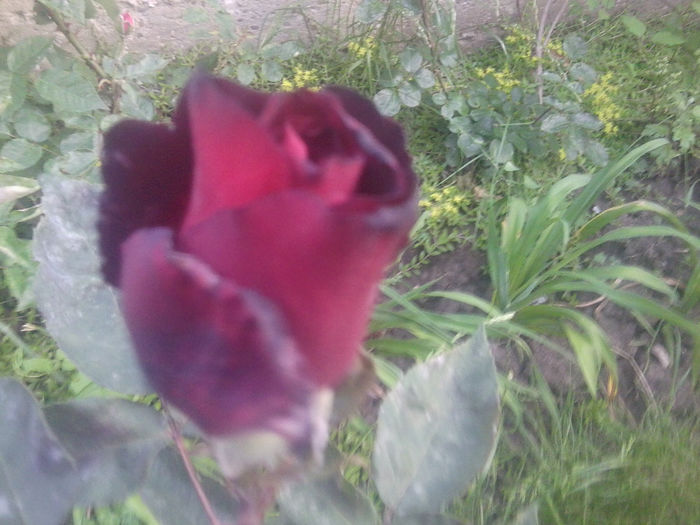 Fotografie1137 - roze2014