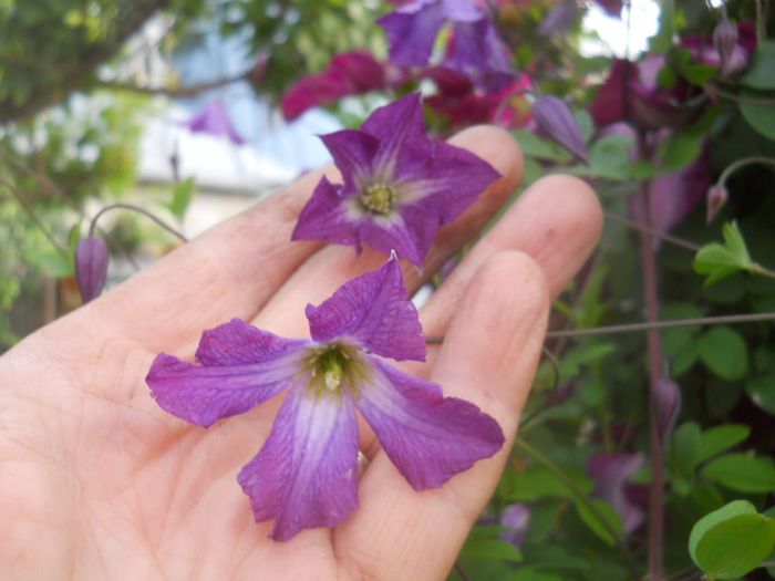 Clematis integrifolia 'Rooguchi'