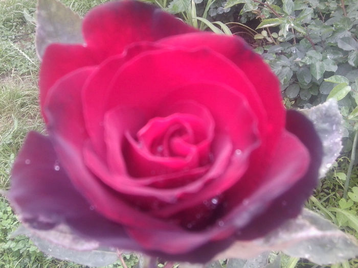 Fotografie1138 - roze2014