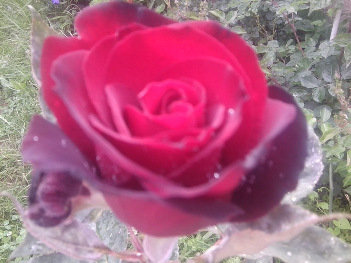 Fotografie1139 - roze2014