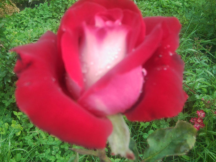 Fotografie1142 - roze2014