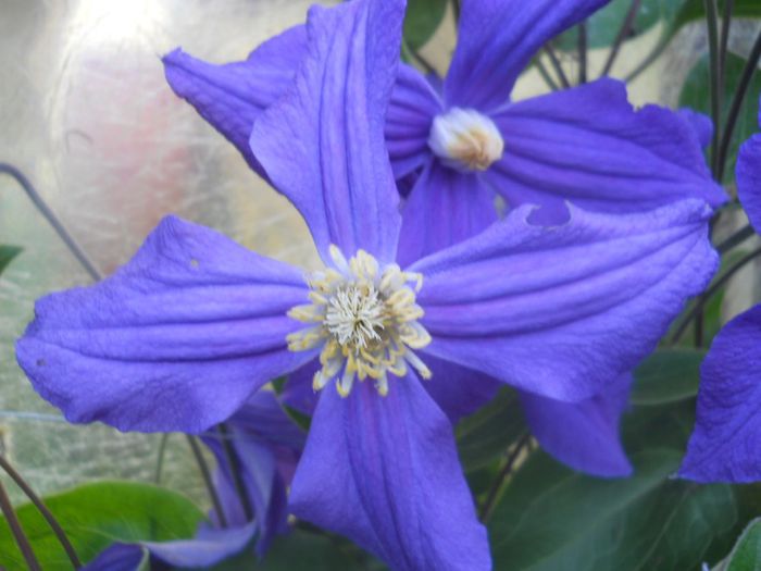 Blue Sensation - Clematite 2014