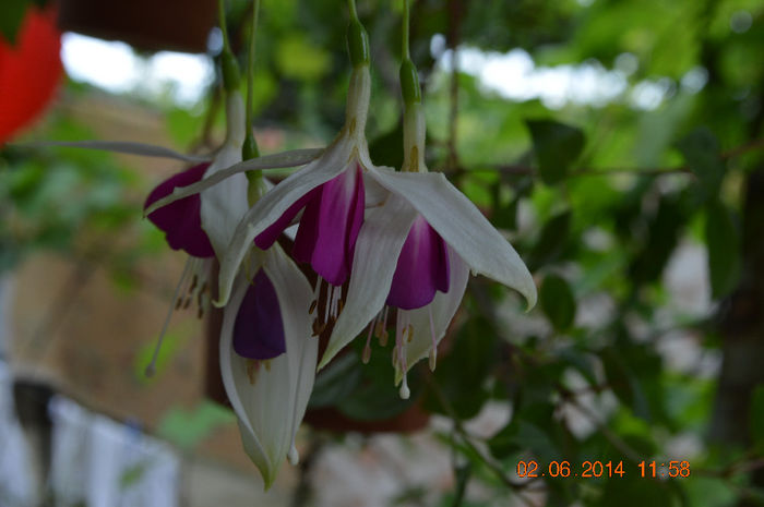 DSC_0051 - Fuchsiile mele-2014