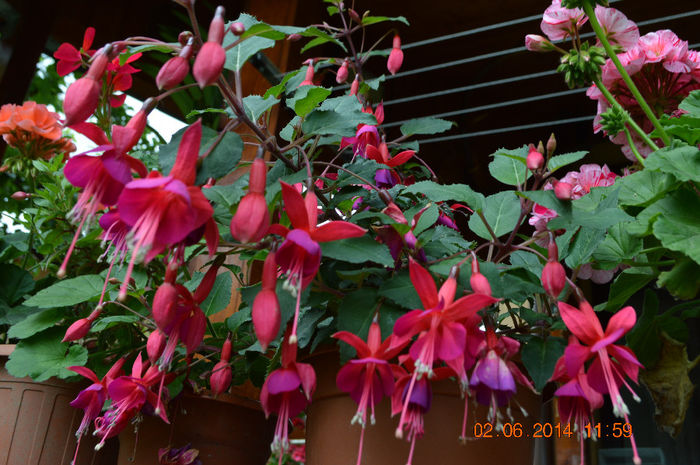 DSC_0055 - Fuchsiile mele-2014