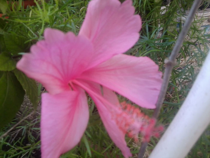 Fotografie1070 - hibiscusi 2014-1