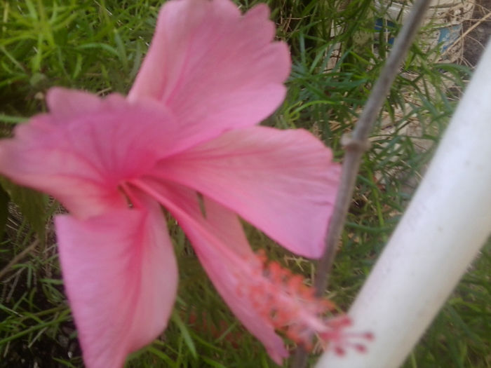 Fotografie1071 - hibiscusi 2014-1